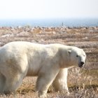 Oso polar en tierra en la región occidental de la bahía de Hudson.