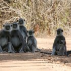 un grupo de monos langures en el Reserva Nacional de Uda Walawe, a 214 kilómetros de Colombo, Sri Lanka
