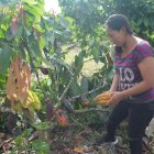 Margoth realiza un trabajo minucioso para la cosecha de cada cacao.