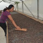 En el cantón Arrosemena Tola de la provincia del Napo las mujeres promueven la biodiversidad del ecosistema y se organizaron para cultivar el cacao con valor de exportación.