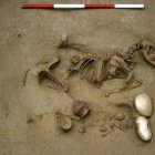 Enterramiento 19: entierro conjunto de un perro y un perinato humano.