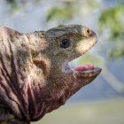 Fotografía cedida por Fundación Charles Darwin donde se observa un ejemplar de iguana rosada de Galápagos (conolophus marthae).