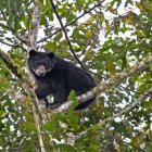 Un promedio de 25 osos andinos se pueden avistar durante la temporada. Estos llegan a la localidad en busca de aguacates silvestres.