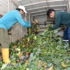 Recolección. Los productos que ya no se venden son direccionados a los proyectos agrícolas.