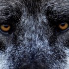 Una colaboración entre laboratorios alemanes, franceses y españoles permitió la hazaña