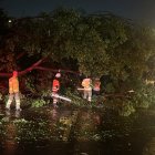 Árbol caído en vía a la Costa.