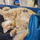 El Colorado, el gato de Expreso, en su siesta.