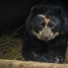 Fotografía cedida este miércoles por el Zoológico de Guallabamba que muestra a Tupak, un ejemplar adulto de oso andino (tremarctos ornatus), especie en peligro de extinción, en Quito (Ecuador).