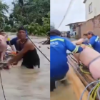 Las imágenes muestran cómo el animal es trasladado con ayuda de varios pobladores