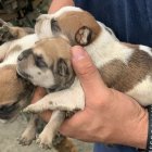 Autoridades gestionaron con personal del Municipio de Guayaquil para darles atención médica y ponerlos en adopción.