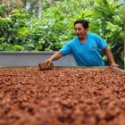 Finca. Una persona vigila el secado de la pepa de cacao.