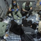 Tupak está a la espera de que las autoridades de Ecuador puedan emplear un helicóptero para trasladarlo a un nuevo hogar seguro para él.