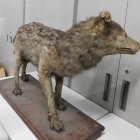 Una estudiante japonesa de 13 años ha sido clave en la identificación del ejemplar