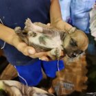 Un joven carga un cachorro tras ser rescatado de una inundación