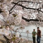 Una pareja observa cerezos florecidos en Washington DC, (EE.UU.).