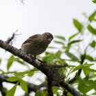 Floreana. Varios pájaros pinzones comen en un área de cría.