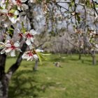 Árbol en flor en un parque de Madrid en el último fin de semana de febrero de 2024.