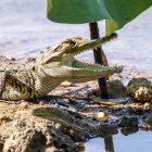En esta imagen cedida por el Departamento de Parques Nacionales, Vida Silvestre y Conservación de Plantas de Tailandia, se observa a un ejemplar de cocodrilo.