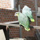 Ave.- Los loros son parte de las especies que traficantes sacan de su hábitat para vender.