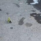 Según relatos de testigos presenciales, el individuo, intentó escapar a toda prisa.