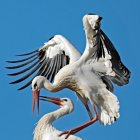 En la imagen de archivo, dos cigüeñas blancas agitan sus alas en Biebesheim (Alemania). EFE/ Ronald Wittek