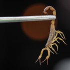 Fotografía de un escorpión amarillo (Tityus serrulatus) capturado en el alcantarillado en una calle de Vila Guilherme, un barrio situado a cinco kilómetros del centro de la ciudad de São Paulo (Brasil).