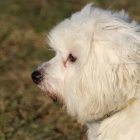 Lanudo era muy amigable y querido por los vecinos.