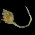 Fotografía cedida por Niwa y Ocean Census de una nueva especie de cumacea, comúnmente conocido como camarón coma. EFE/ Kareen Schna/NIWA/OCEAN CENSUS/ SOLO USO EDITORIAL