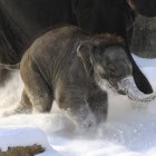 Una cría de elefante corretea en la nieve en una imagen de archivo.
