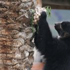 Fotografía de un oso andino o "Jukumari", el miércoles 6 de marzo de 2024, en el bioparque Vesty Pakos, en La Paz (Bolivia).