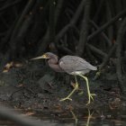 Imagen referencial para graficar este artículo.