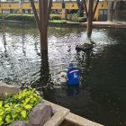 Personal del Municipio retiró las especies que murieron en el lago del malecón