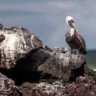 Muestra. Un piquero de pelícano se pasea en la isla Isabela.