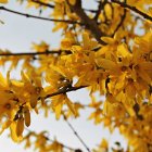 Una flor muy popular en época de primavera es la forsitia.