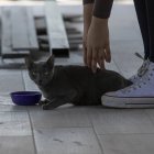 Archivo. Un gato es hidratado con agua por su dueña