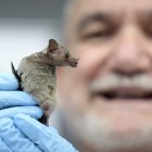 El conservacionista mexicano y especialista en murciélagos, Rodrigo Medellín, muestra un ejemplar de esta especie