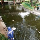 . Acción. Los patos en peligro de extinción, de acuerdo con el Malecón 2000, están en un estante en el que se advierte a la ciudadanía que no se les dé alimentos para humanos. 2. Aviso. En los baños hay carteles que advierten las normas para su buen uso. Por ejemplo, no se puede lavar ropa ni usarlos para aseo personal.
=======