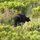 En la identificación del oso ahora abatido se usó un dron con sistemas de biometría, aseguró el ministro.
