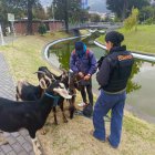 Personal de la AMC realiza controles a personas que venden leche de chiva.