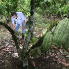 Hacienda. Uno de los cultivos de cacao que hay en la provincia de Los Ríos.