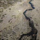 Las autoridades australianas iniciaron un programa para sacrificar a miles de caballos salvajes