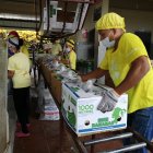 Producción.- El proceso de alistar al banano para ser exportado.