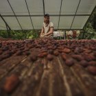 El 30 % de la oferta no petrolera que va a México es cacao.