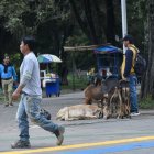En varios puntos de la ciudad se ha identificado la venta de leche.