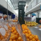 En Golden Sweet Spirit, trabajadores seleccionan la uvilla de exportación.