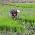 Cultivo. En Samborondón un agricultor siembra nuevas plantas de arroz con una semilla de mejor calidad.