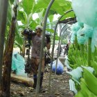 Hacienda.- Un trabajador camina en medio de un cultivo de banano.
