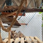 Objetivo. Grupos de delincuencia organizada usan estos animales como una insignia o una mascota para hacer gala de su poder adquisitivo y del bando al que pertenecen.