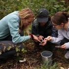 Pequeños bosques del tamaño de una pista de tenis para paliar la contaminación