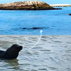 El lobo marino apareció en los últimos días en ese cantón de Santa Elena.